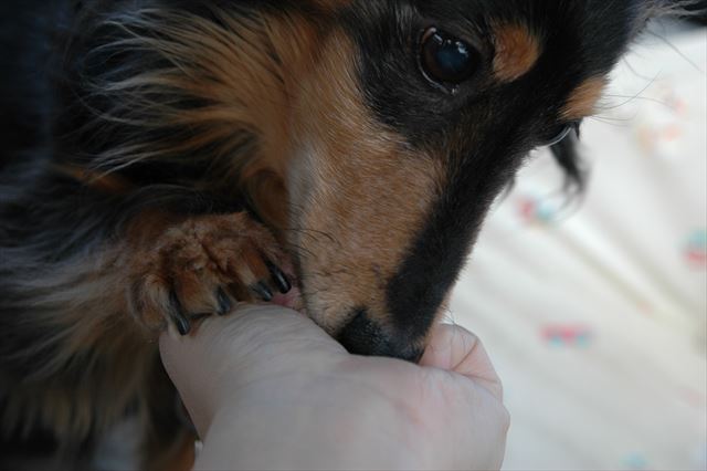 どっちに入ってる？ルパンの爪の感触。今でも覚えてるよ。