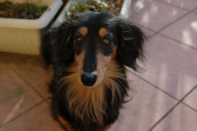 ルパン、いつも一緒にいてくれてありがとね。