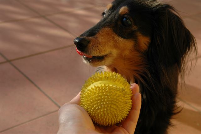 ルパンと遊ぶの楽しかったよ。大好きだったよ。