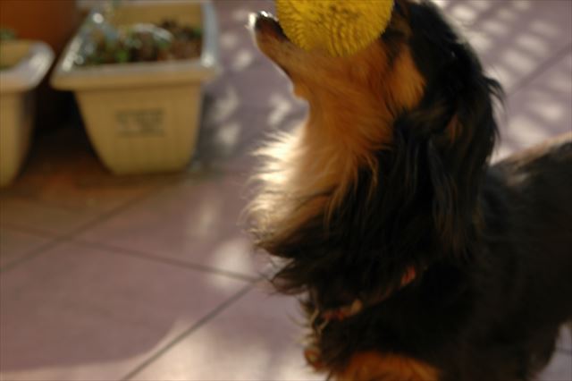 うんうん上手。ポーンと投げるんだよね。得意なんだよね。