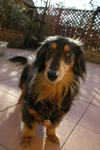 ルパンのおしゃべり大好きだったよ。