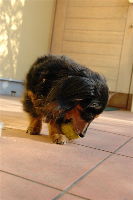 いつも一生懸命なルパンが大好き。