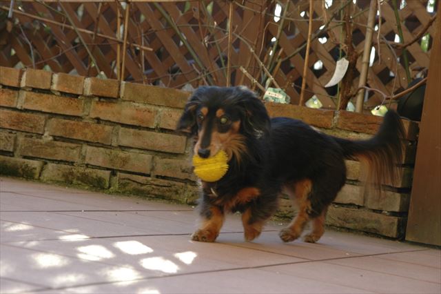 イガイガボールが大好きだった。私もルパンも大好きだった。