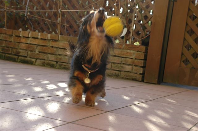 「ポーン♪」上手上手。投げるの上手♪