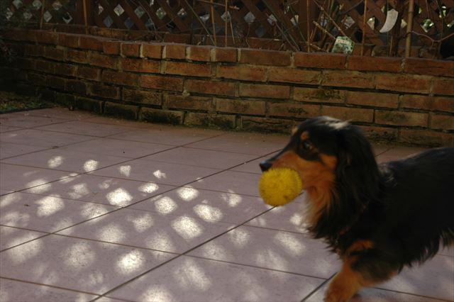 こっちだよ！目が見えなくなってからも、ふたりでよく遊んでよね。