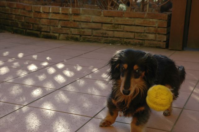がんばれがんばれ！一生懸命なまなざしに、私はいつも元気をもらってた。