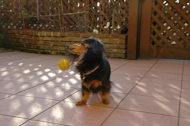 ボール投げ好きだったね。取ったボールをポーンと投げるのも得意だったね。