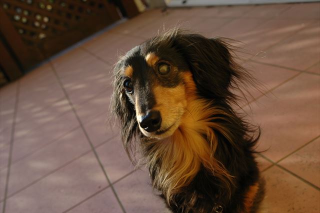 夕方の庭遊び。かわいいな・・ルパン、かわいいな・・。