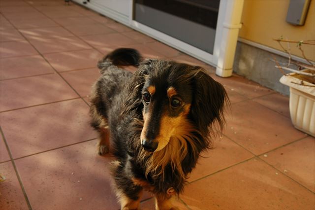 あそぼ。日が暮れるまで遊ぼ。