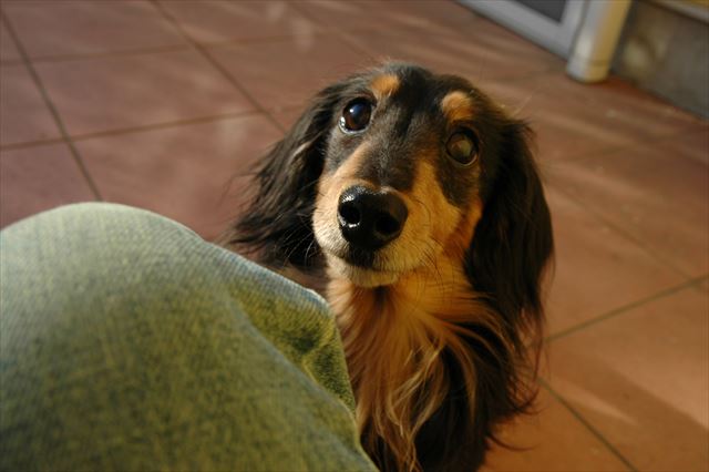 こんな目で見つめられたら・・たまんないよ。