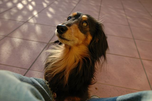 こんな顔で見つめられたら・・たまんないよルパン。