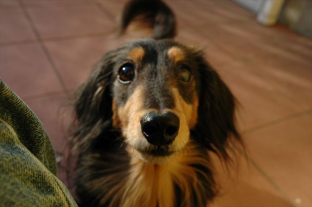 うん、わかってるって。ごほうび、だよね？