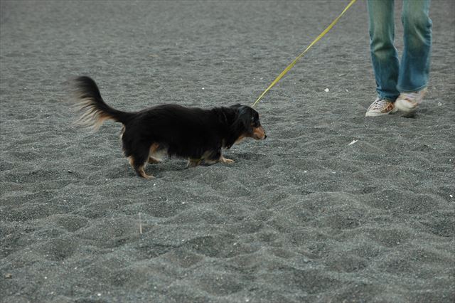 湘南の海を散歩。砂浜一緒に歩いたね、走ったね。