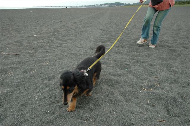 がんばれがんばれ！