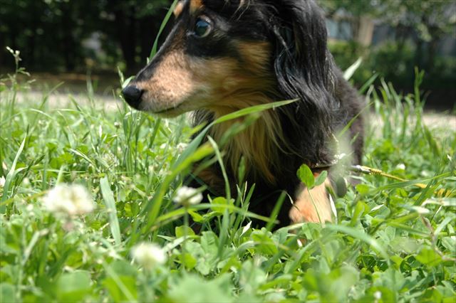 ルパンは頑張り屋さんだった。世界一の頑張り屋さんだった。