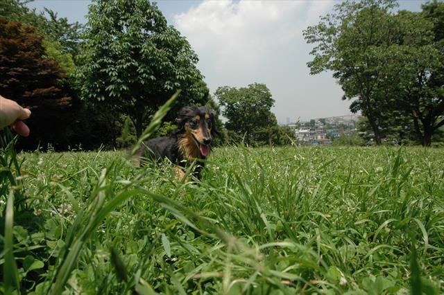 子犬の頃、毎日散歩した公園にまた来れて懐かしかった。うれしかった。