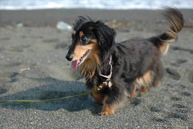 「ルパン！」いつもこんな顔で駆けてきた。一生懸命駆けてきた。