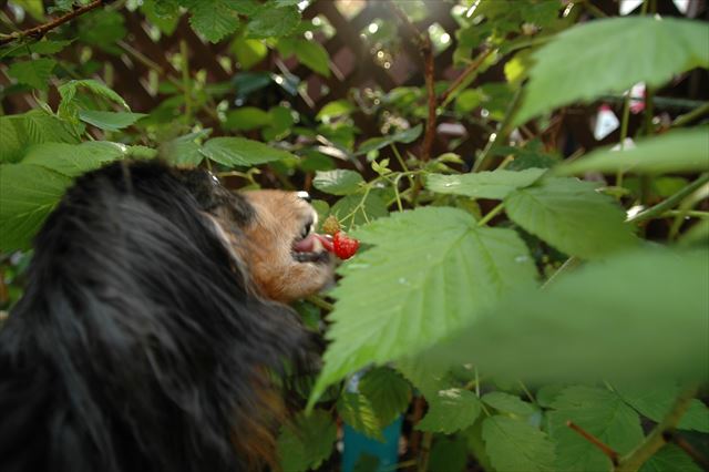 ルパンが食べたこのラズベリーたちは場所を変え今でも元気にしているよ。