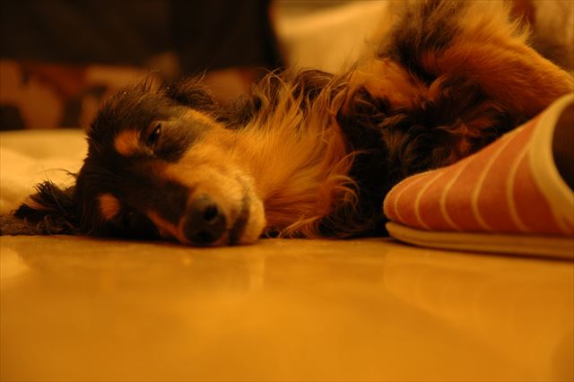 近づきすぎた？起こしちゃった？ごめんよ、あんまりかわいかったから。