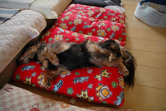 暑いよね。夏の寝相だね。