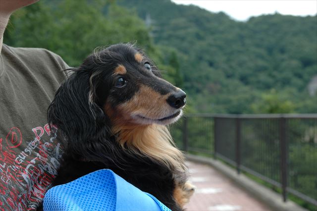 ひんやりタオルを体にかけて。いい顔してる・・