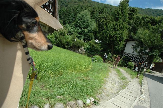 私の左肩でイイコのルパン。おりこうちゃん。ありがとさん。