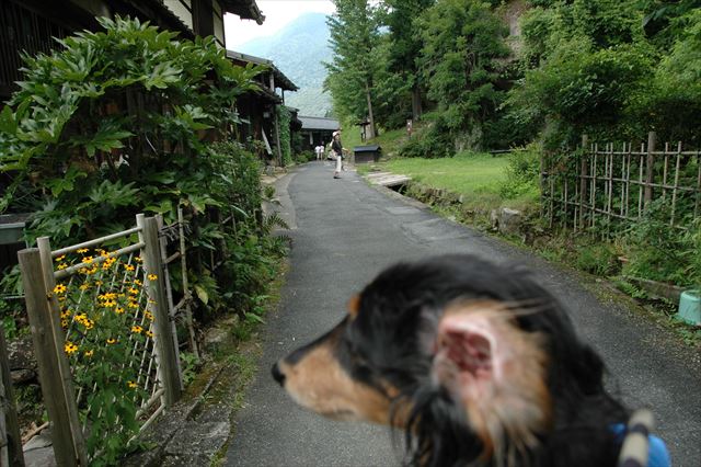 耳、ひっくり返ってる！