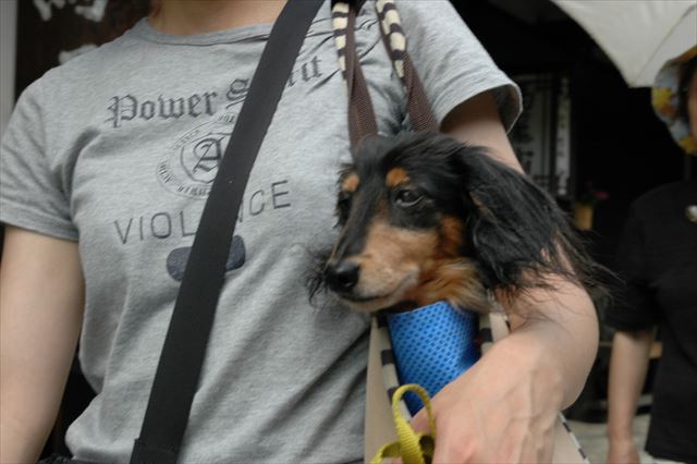 どこへ行くのも一緒だった。ルパンの重み、今でも左肩が覚えてる。