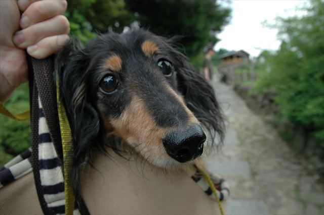 ルパンありがとね。たくさんの夏の思い出、ありがとね。