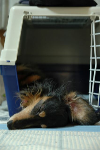 ルパン、ありがとね。一緒にいてくれてありがとね。