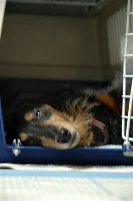 そこ、ひんやりしてていいよね。もうどこにも出かけないよ。安心してお昼寝しな・・