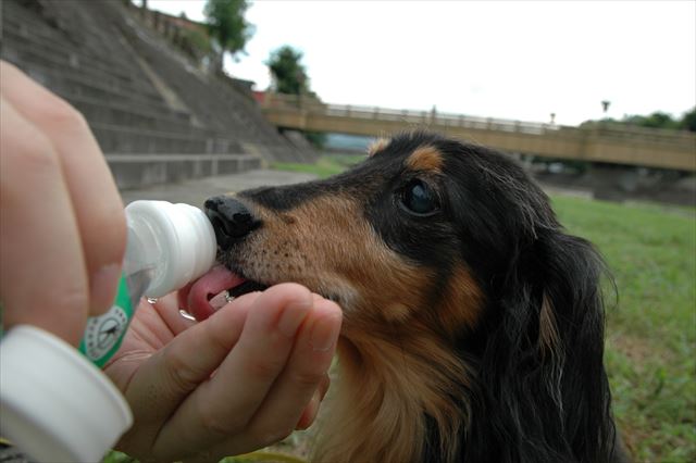 高山のお水は美味しいね。ルパン大好きだったね。
