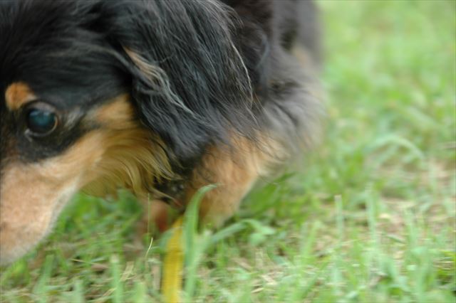 ルパンは頑張り屋さん。よく歩いて頑張り屋さん。