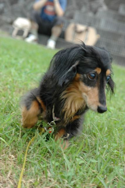 目が見えなくても。広い場所なら大丈夫。偉いぞルパン。がんばれルパン。