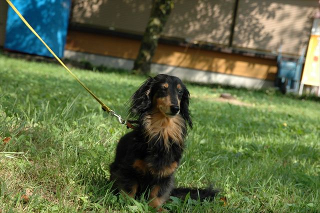 ルパンとおでかけ。ルパンの好きな場所へおでかけ。