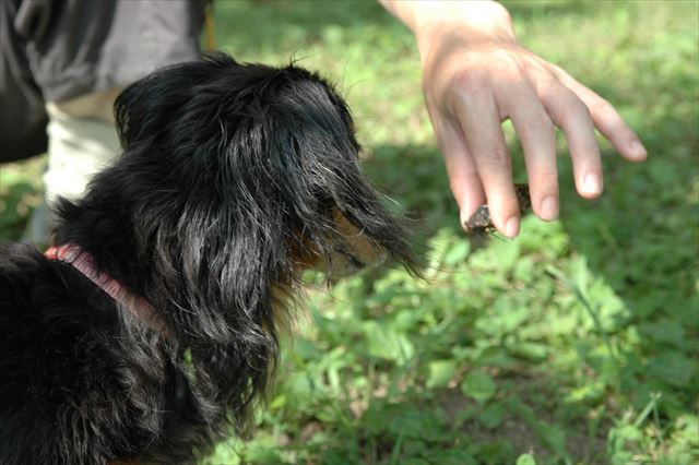 蝉だよ。ルパンにいろんな物見せてあげたかったんだよ。