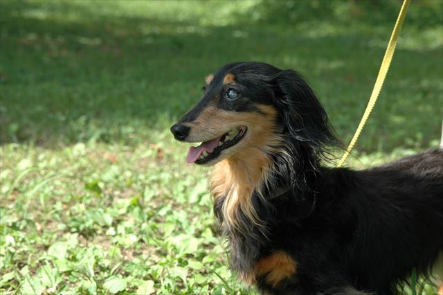 ８月12日。ルパン、お誕生日おめでとう！　ルパンが喜ぶ場所に今年も来たよ。