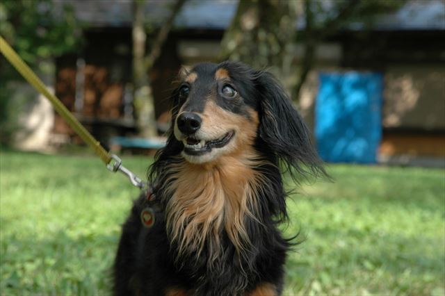 ８月12日。ルパンお誕生日おめでとう。ルパンがいてくれてよかった。ルパンと家族になれてよかった。