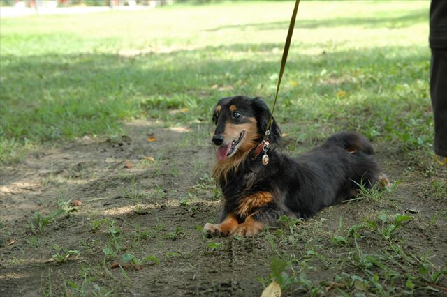 暑いね。お腹冷やす？　後ろ足ペタンと投げ出してすわるポーズ、大好きだった。