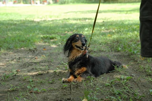 ルパン、お誕生日おめでとう。お気に入りの公園でかわいいポーズありがとう。