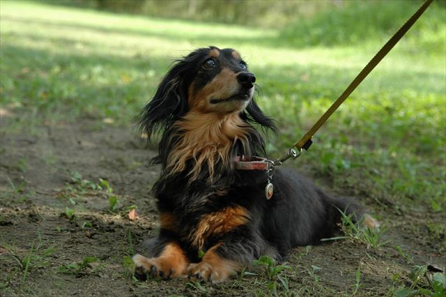 ルパン、大好きだよ。いつまでもいつまでも大好きだよ。