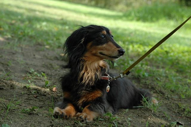 ペタン。外でも家の中でも。ルパンのこのリラックスポーズ、みんな大好きだった。