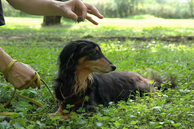 ミーンミーン♪何の音だ？どこからだ？目が見えなくても大事な家族。大好き、ルパン。