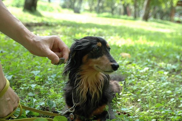 蝉だよルパン。目が見えなくなってもうんとうんとかわいかった。