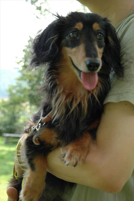 抱っこされてるときの甘えた顔。大好きだったよ