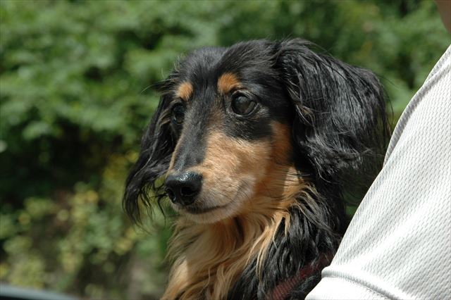 ルパンの好きなもの・・papaのだっこ。