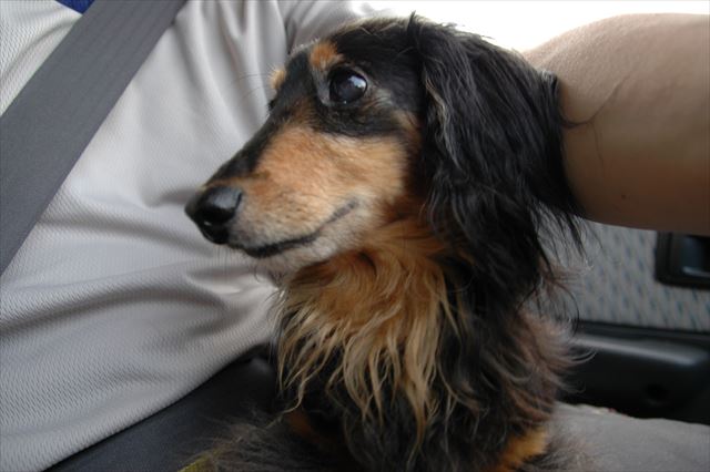 ルパンとドライブ、大好きだったよ。