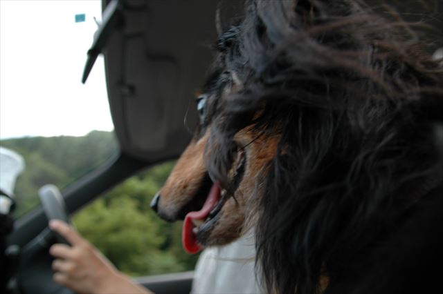 助手席にルパンがいてくれたから、どんな長距離ドライブも疲れ知らずだったよ。