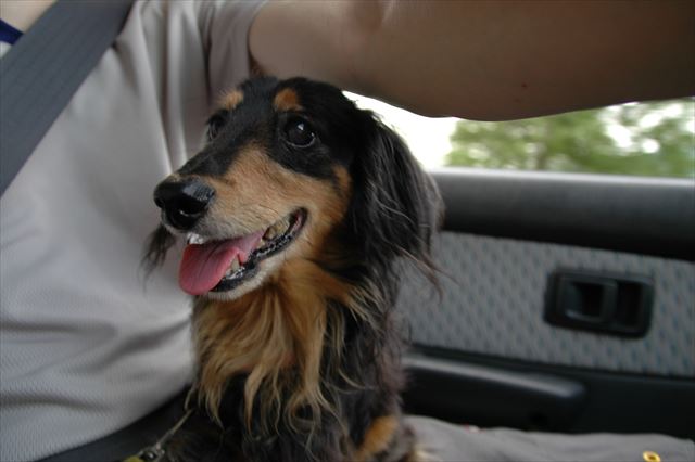 ルパン、夢に出てきてくれたでしょ。わかったよ、ちゃんと受け止めたよ。