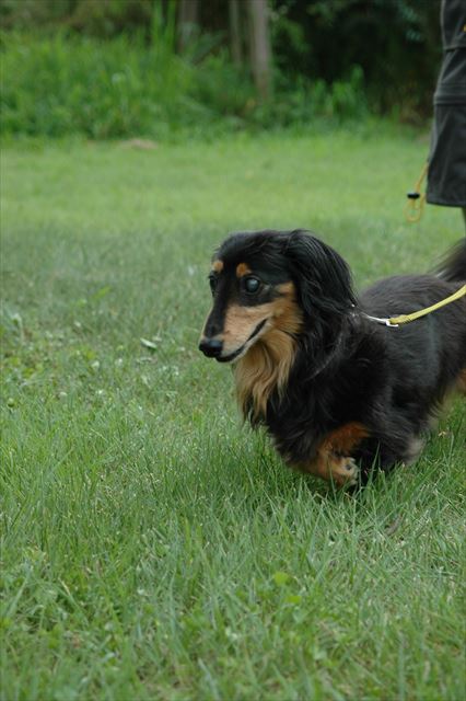 いつでも一生懸命だったね。私もルパンみたいになれるかな。